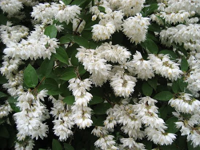 Fuzzy pride-of-Rochester
