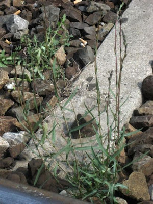 Lactuca saligna,
Lattuga salcigna,
Willow Leaf Lettuce,
willow-leaf lettuce,
willowleaf lettuce
