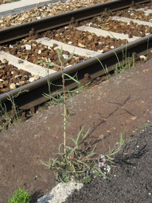 Lactuca saligna,
Lattuga salcigna,
Willow Leaf Lettuce,
willow-leaf lettuce,
willowleaf lettuce