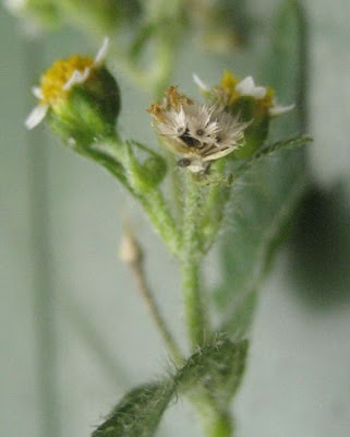 Galinsoga aveludado