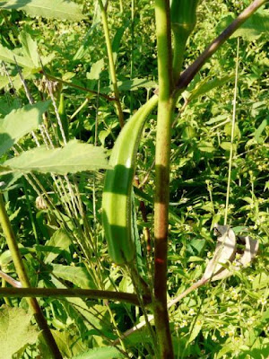 Abelmoschus esculentus,
gombo,
gumbo,
kacang bendi,
kopi arab,
lady's-fingers,
okra,
quiabo
