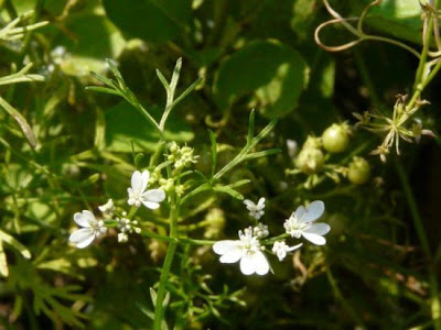 Chinese parsley