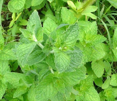Mentha suaveolens Ehrh.