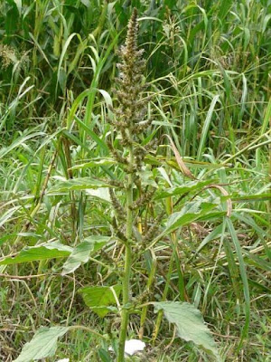 Amaranthus hybridus