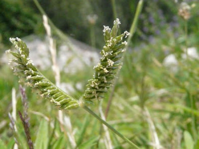 American Yard Grass American Yard Grass