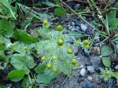 Disc mayweed Disc mayweed