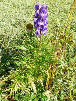 Aconitum tauricum Wulfen