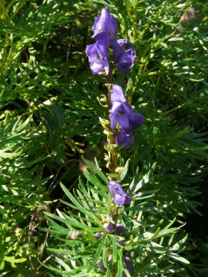 Aconitum tauricum Wulfen