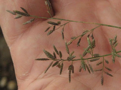 Panicella minore