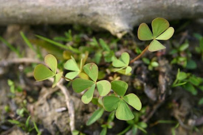 Marsilea quadrifolia L.