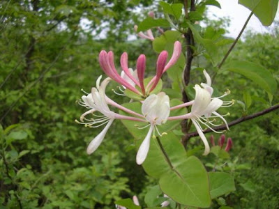 Lonicera caprifolium L.