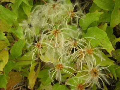 Clematis vitalba L.