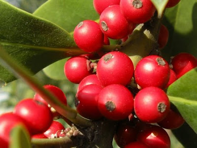 Ilex aquifolium,
Agrifoglio,
English holly