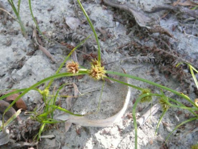 Awned flat sedge
