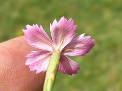 Maiden pink Maiden pink