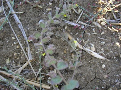 Kickxia spuria,
Cencio molle,
Cencio molle a foglia intera,
falsa-ver&oacute;nica,
linaire b&acirc;tarde,
Round Leaved Fluellen,
roundleaf cancerwort,
Unechtes T&auml;nnelkraut