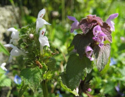 Lamium purpureum L.