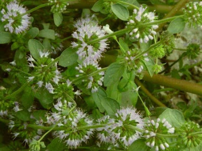 Mentha pulegium L.