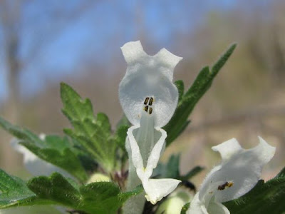 Lamium bifidum Cyr.