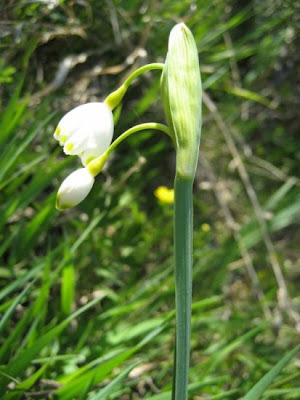 Leucojum aestivum L.