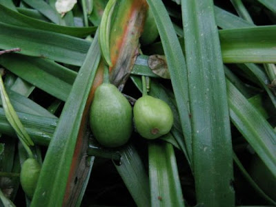 Leucojum vernum L.