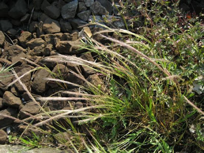 Fringed fescue