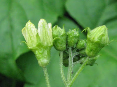 Cretan bryony Cretan bryony