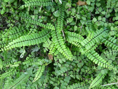 Dense spleenwort