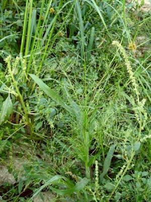 Common panic grass Common panic grass
