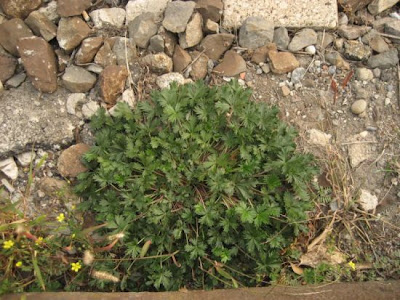 Palmleaf cinquefoil