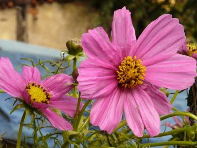 Fiederbl�ttrige Schmuckblume