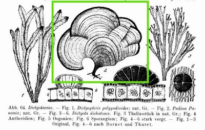 Padina pavonia