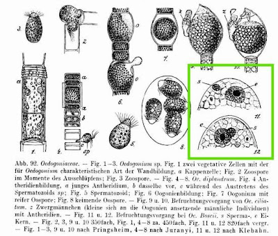 Oedogonium boscii