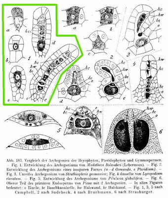 Madotheca bolanderi