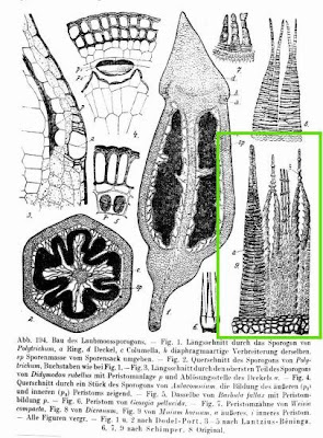 Horn calcareous moss Horn calcareous moss