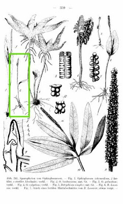 Least adder's-tongue Least adder's-tongue
