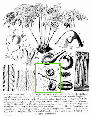 Kaulfussia aesculifolia