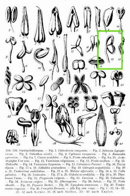 Galeopsis angustifolia Ehrh.