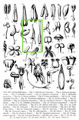 Medinilla,
medinilla Medinilla,
medinilla