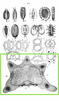 Fenchel Fenchel
