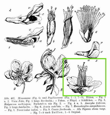 Haematoxylon campechianum