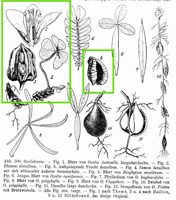 European wood-sorrel European wood-sorrel
