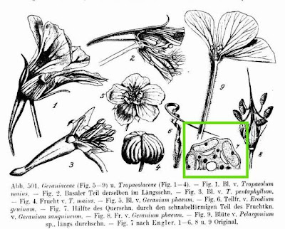Bloody geranium Bloody geranium