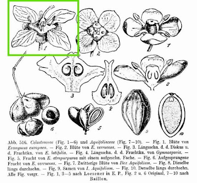 European spindletree