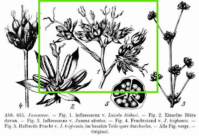 Erba lucciola di Sieber