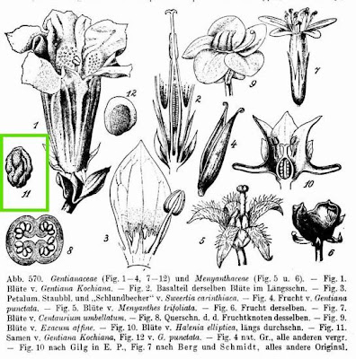 Genziana di Koch