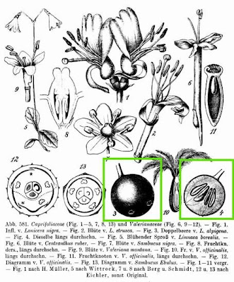 Ciliegia bastarda Ciliegia bastarda