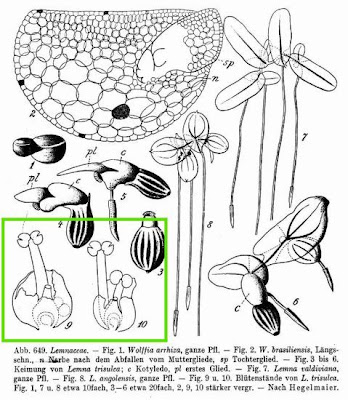 Lemna trisulca L.