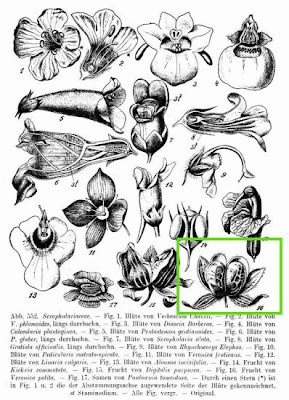 Veronica lucida