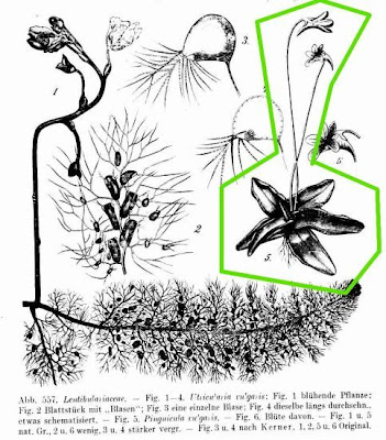 Butterwort Butterwort